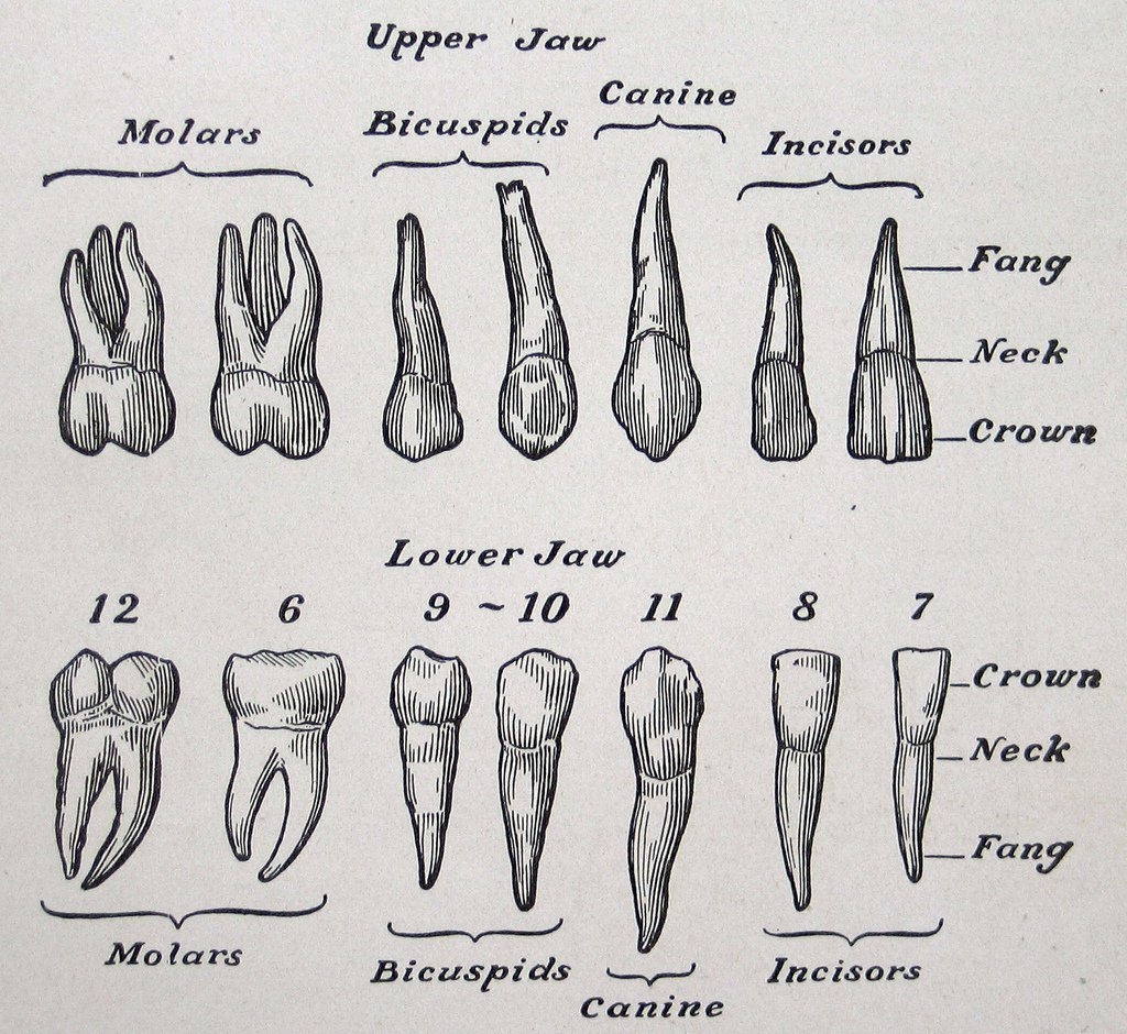 Tooth Diagram: A Brief History of Dentistry