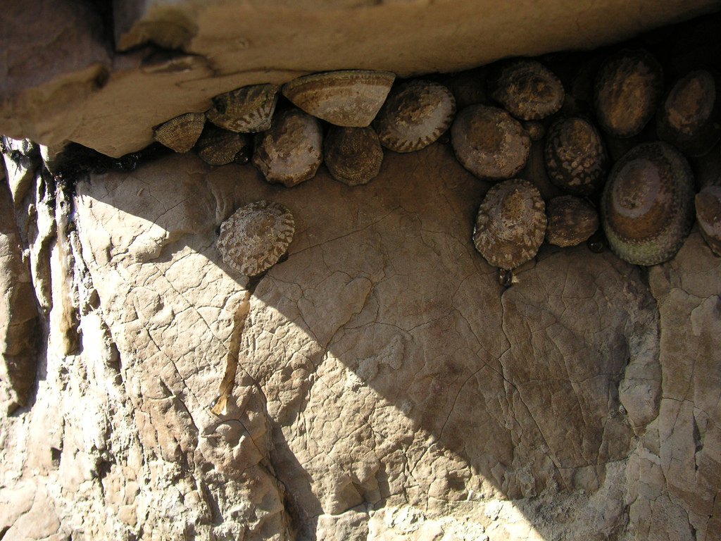 The Hardest Biological Material Ever Found: Snail Teeth